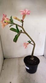 Planta Simples 3251 – 35cm – 03 anos - Imagem 6