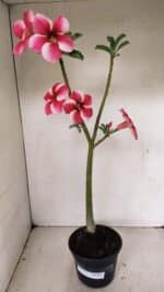 Planta Simples 3252 – 35cm – 03 anos - Imagem 2