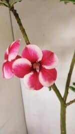 Planta Simples 3252 – 35cm – 03 anos - Imagem 3