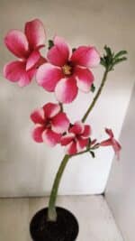 Planta Simples 3252 – 35cm – 03 anos