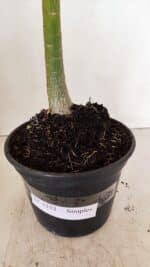 Planta Simples 3252 – 35cm – 03 anos - Imagem 7