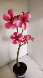 Planta Simples 3252 – 35cm – 03 anos - Imagem 4