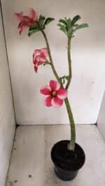 Planta Simples 3252 – 35cm – 03 anos - Imagem 6