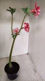 Planta Simples 3252 – 35cm – 03 anos - Imagem 5