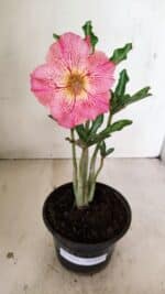 Planta Simples 3253 – 30cm – 02 anos - Imagem 2