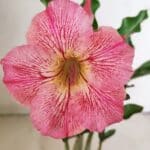 Planta Simples 3253 – 30cm – 02 anos