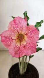 Planta Simples 3253 – 30cm – 02 anos