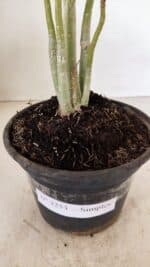 Planta Simples 3253 – 30cm – 02 anos - Imagem 7