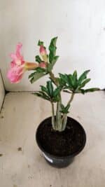 Planta Simples 3253 – 30cm – 02 anos - Imagem 6