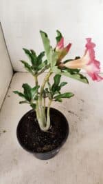 Planta Simples 3253 – 30cm – 02 anos - Imagem 5