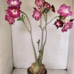 Planta Simples 3254 – 40cm – 03 anos