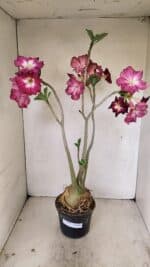 Planta Simples 3254 – 40cm – 03 anos