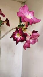 Planta Simples 3254 – 40cm – 03 anos - Imagem 4