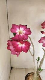 Planta Simples 3254 – 40cm – 03 anos - Imagem 5