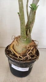 Planta Simples 3254 – 40cm – 03 anos - Imagem 9