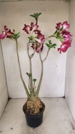 Planta Simples 3254 – 40cm – 03 anos - Imagem 8