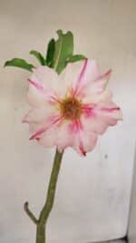 Planta Simples 3255 – 35cm – 03 anos