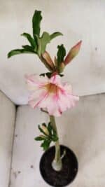 Planta Simples 3255 – 35cm – 03 anos - Imagem 4