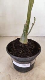 Planta Simples 3255 – 35cm – 03 anos - Imagem 7