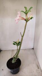 Planta Simples 3255 – 35cm – 03 anos - Imagem 6