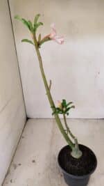 Planta Simples 3255 – 35cm – 03 anos - Imagem 5