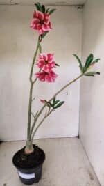 Planta Simples 3256 – 35cm – 03 anos - Imagem 2