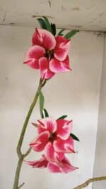 Planta Simples 3256 – 35cm – 03 anos