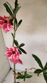 Planta Simples 3256 – 35cm – 03 anos - Imagem 4