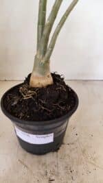 Planta Simples 3256 – 35cm – 03 anos - Imagem 7