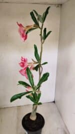 Planta Simples 3256 – 35cm – 03 anos - Imagem 6