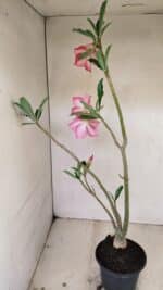 Planta Simples 3256 – 35cm – 03 anos - Imagem 5