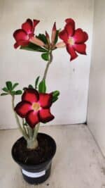 Planta Simples 3257 – 35cm – 03 anos