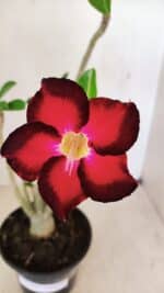 Planta Simples 3257 – 35cm – 03 anos - Imagem 3