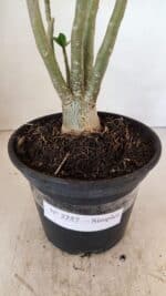 Planta Simples 3257 – 35cm – 03 anos - Imagem 7