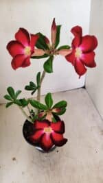 Planta Simples 3257 – 35cm – 03 anos - Imagem 4