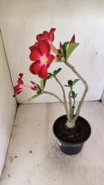 Planta Simples 3257 – 35cm – 03 anos - Imagem 6