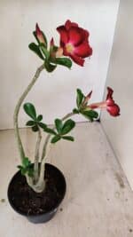 Planta Simples 3257 – 35cm – 03 anos - Imagem 5