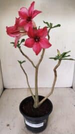 Planta Simples 3258 – 30cm – 03 anos - Imagem 2