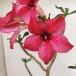 Planta Simples 3258 – 30cm – 03 anos