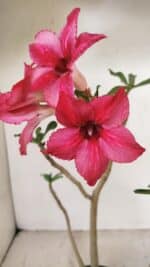 Planta Simples 3258 – 30cm – 03 anos