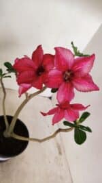 Planta Simples 3258 – 30cm – 03 anos - Imagem 4