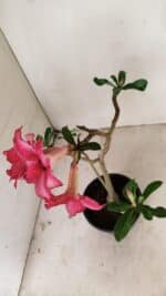 Planta Simples 3258 – 30cm – 03 anos - Imagem 6