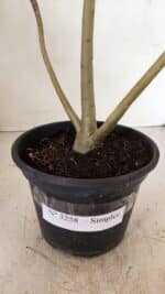 Planta Simples 3258 – 30cm – 03 anos - Imagem 5