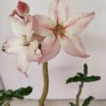 Planta Simples 3259 – 30cm – 03 anos