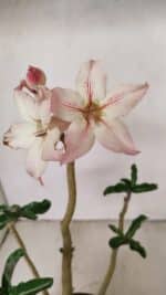 Planta Simples 3259 – 30cm – 03 anos