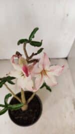 Planta Simples 3259 – 30cm – 03 anos - Imagem 4