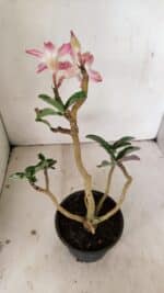 Planta Simples 3259 – 30cm – 03 anos - Imagem 5