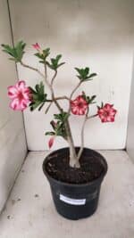 Planta Simples 3260 – 40cm – 03 anos - Imagem 2