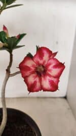 Planta Simples 3260 – 40cm – 03 anos