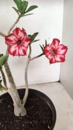 Planta Simples 3260 – 40cm – 03 anos - Imagem 5